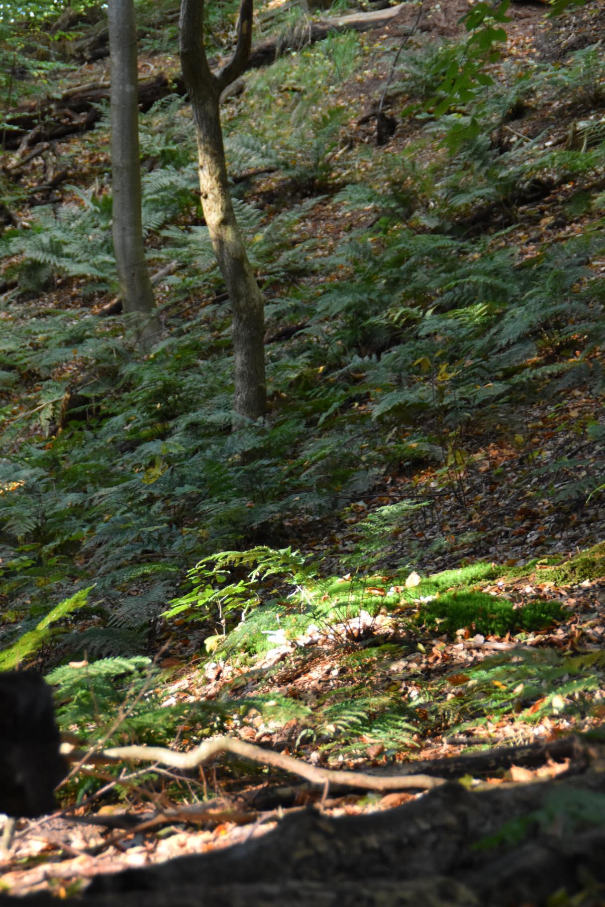 Skovbund med bregner og blødt eftermiddagslys — Reset Walks i naturen